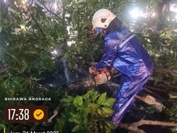 Hujan Angin Tumbangkan 6 Pohon di Surabaya, 1 Korban Luka