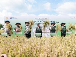 Manfaatkan Petroganik, Produktivitas Padi di Blora Naik 17,2%