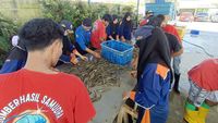 Top! SMK di Jember Ini Panen Udang Vaname Senilai Rp800 Juta, Diekspor ke AS-Jepang