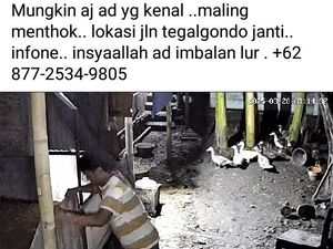 Aksi Maling Entok di Klaten Terekam CCTV