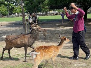 Ini Rasanya Berjumpa Rusa-rusa di Nara Park, Jepang Ini Rasanya Berjumpa Rusa-rusa di Nara Park, Jepang