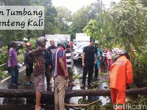 4 Pohon Tumbang Buntut Hujan Disertai Angin Kencang di Surabaya