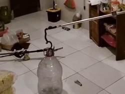 Kobra Jawa Dievakuasi Saat Sembunyi di Bawah Meja Warga Jetis Bantul