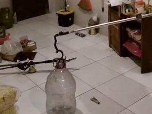Kobra Jawa Dievakuasi Saat Sembunyi di Bawah Meja Warga Jetis Bantul Kobra Jawa Dievakuasi Saat Sembunyi di Bawah Meja Warga Jetis Bantul