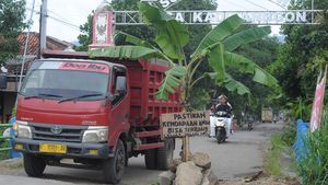 Jalan Klaten-Gunung Kidul yang Rusak Ditanami Pohon Pisang