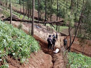 Patroli Gabungan Pastikan Ladang Ganja di TNBTS Tak Aktif Lagi Patroli Gabungan Pastikan Ladang Ganja di TNBTS Tak Aktif Lagi