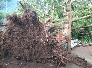 6 Orang Tertimpa Pohon Tumbang Saat Upacara Kremasi di Karangasem 6 Orang Tertimpa Pohon Tumbang Saat Upacara Kremasi di Karangasem