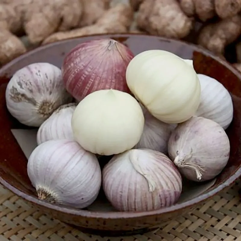 Solo garlic atau bawang putih lanang