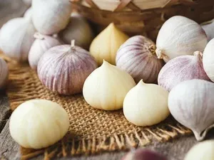 Uniknya Solo Garlic, Bawang Putih yang Hanya Terdiri dari 1 Siung Uniknya Solo Garlic, Bawang Putih yang Hanya Terdiri dari 1 Siung