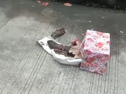 Usai Kepala Babi, Kini Kantor Tempo Dikirimi Bangkai Tikus Terpenggal