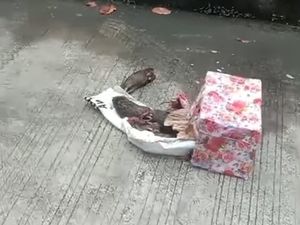 Usai Kepala Babi, Kini Kantor Tempo Dikirimi Bangkai Tikus Terpenggal Usai Kepala Babi, Kini Kantor Tempo Dikirimi Bangkai Tikus Terpenggal