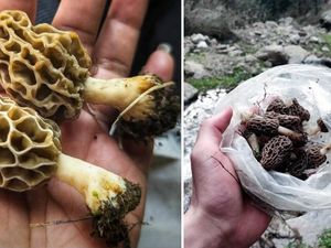 Jenis Jamur Langka Asal India Ini Harganya Rp 7,7 Juta per Kg Jenis Jamur Langka Asal India Ini Harganya Rp 7,7 Juta per Kg