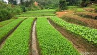 Mengintip Sentra Penghasil Sayur di Kota Tarakan