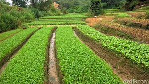 Mengintip Sentra Penghasil Sayur di Kota Tarakan