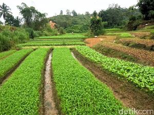 Gapoktan Kampung Enam Jual Pupuk, Dinas Pertanian Tarakan: Bukan Subsidi Gapoktan Kampung Enam Jual Pupuk, Dinas Pertanian Tarakan: Bukan Subsidi