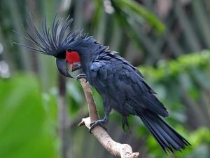 10 Burung Langka Termahal di Dunia 2025, Masih Diungguli Merpati Balap