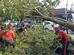 Video: Hujan Deras & Angin Kencang Tumbangkan Sejumlah Pohon di Jakarta