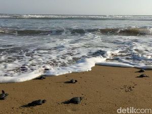 6 Wisata Konservasi Penyu di Jawa Timur 6 Wisata Konservasi Penyu di Jawa Timur