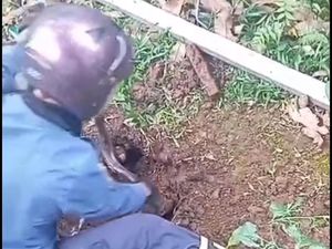 Ular Kobra 2 Meter Masuk Halaman Rumah, Warga Bogor Panggil Damkar Ular Kobra 2 Meter Masuk Halaman Rumah, Warga Bogor Panggil Damkar