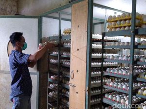 Geliat Usaha Penetasan Telur Bebek Hibrida di Tulungagung