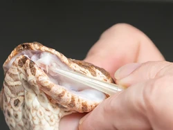 Ular Mutan Bertaring Tiga, Diklaim Paling Berbahaya di Dunia