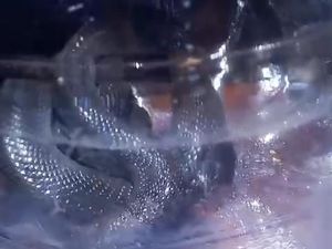 Warga Klaten Kaget Suara Mendesis Malam-malam, Ternyata Ular Kobra Bertamu