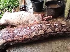 Dibunuh Warga Usai Telan 3 Babi, Bangkai Piton 6,5 Meter Dijual Rp 400 Ribu Dibunuh Warga Usai Telan 3 Babi, Bangkai Piton 6,5 Meter Dijual Rp 400 Ribu