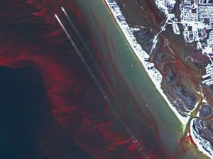 Ilmuwan Ungkap Misteri Laut Berwarna Merah di Florida Ilmuwan Ungkap Misteri Laut Berwarna Merah di Florida