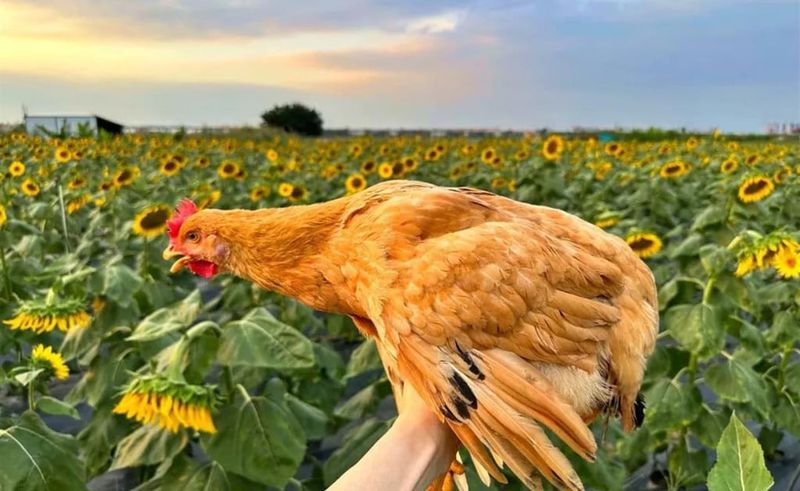 Ayam Ini Dipelihara Pakai Musik dan Minum Susu, Jadi Ayam Rebus Dijual Rp 1 Juta