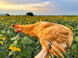 Ayam Ini Dipelihara Secara Istimewa, Berakhir di Meja Makan