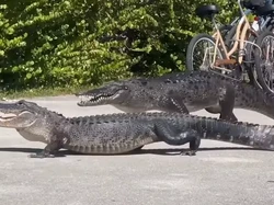 Buaya vs Aligator Gelut, Siapa yang Menang?