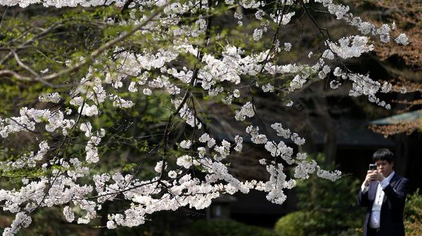 Bunga Sakura Mulai Bermekaran di Jepang