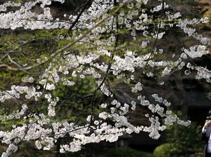Bunga Sakura Mulai Bermekaran di Jepang Bunga Sakura Mulai Bermekaran di Jepang