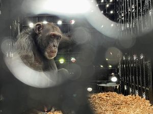 Simpanse Yoko Menemukan Tempat Perlindungan Baru di Brasil