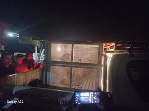 Viral Macan Dahan Masuk Gudang Warga di OKU, Dievakuasi BKSDA Viral Macan Dahan Masuk Gudang Warga di OKU, Dievakuasi BKSDA
