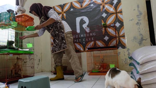 Penitipan Kucing Difabel di Solo Ini Ramai Dipesan Jelang Lebaran
