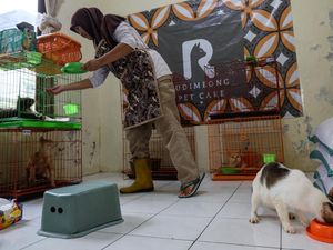 Penitipan Kucing Difabel di Solo Ini Ramai Dipesan Jelang Lebaran