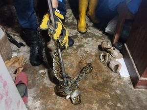 Cerita Damkar Evakuasi Ular Piton 1,5 Meter di Atap Rumah Ngemplak Sleman