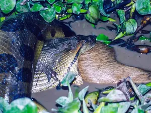 Spesies Baru Anaconda Raksasa Ditemukan Spesies Baru Anaconda Raksasa Ditemukan