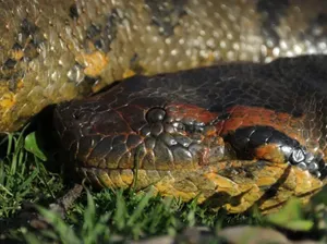 Pecahkan Rekor! Panjang Anaconda Hijau Hampir 8 Meter Pecahkan Rekor! Panjang Anaconda Hijau Hampir 8 Meter