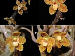 Peneliti BRIN Temukan Anggrek Spesies Baru: Berbunga Juli, November, Desember