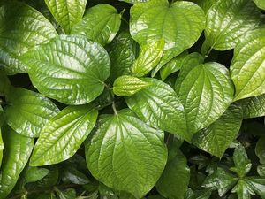 8 Manfaat Daun Sirih, Tanaman Herbal yang Kaya Khasiat 8 Manfaat Daun Sirih, Tanaman Herbal yang Kaya Khasiat