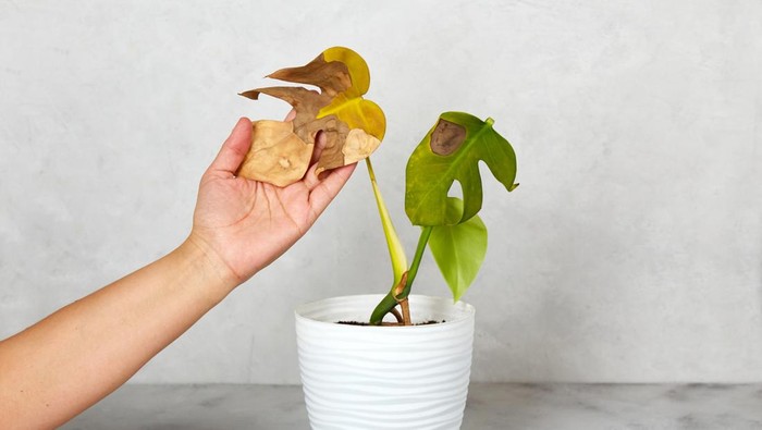 Ilustrasi tumbuhan layu atau mati A woman holds a dried monstera leaf. Care of home plants. Monstera diseases, dried or frozen leaves.