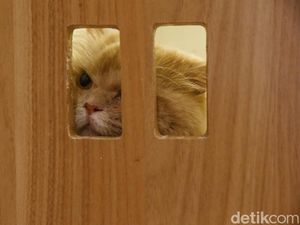 Tarif Mudik Hewan Peliharaan dengan KAI