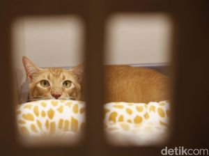 Jelang Libur Lebaran, Pet Hotel di Jaksel Ini Penuh