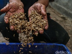 Apartemen Ini Kelola Sampah Pakai Belatung, Anggaran Bisa Hemat 78%