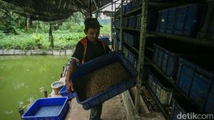 Maggot Jadi Andalan Pengurai Sampah untuk Pakan Lele di Bantar Bebang