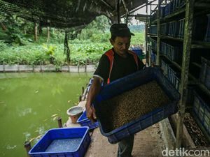 Maggot Jadi Andalan Pengurai Sampah untuk Pakan Lele di Bantar Bebang Maggot Jadi Andalan Pengurai Sampah untuk Pakan Lele di Bantar Bebang