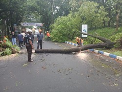Pohon Tumbang Tutup Akses Jalan Malang-Blitar