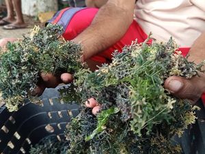Hasil Panen Rumput Laut Anjlok gegara Bangkai Kapal di Teluk Kupang Hasil Panen Rumput Laut Anjlok gegara Bangkai Kapal di Teluk Kupang